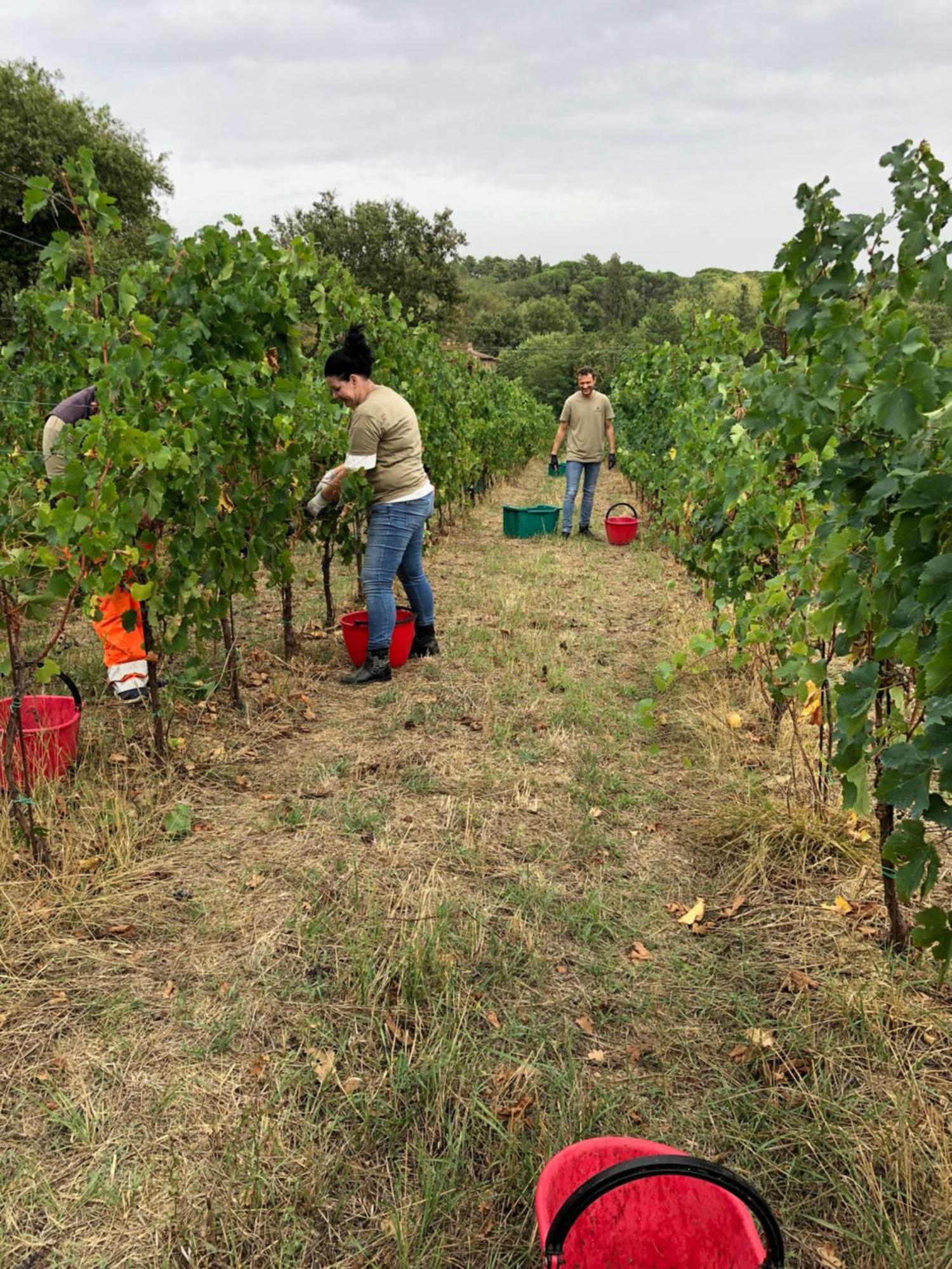 Agriturismo La Posta Reale Castiglion Fibocchi Dış mekan fotoğraf